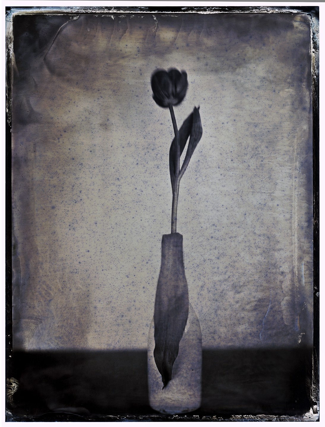 Lara Porzak, Gesturing Tulip, 2024
