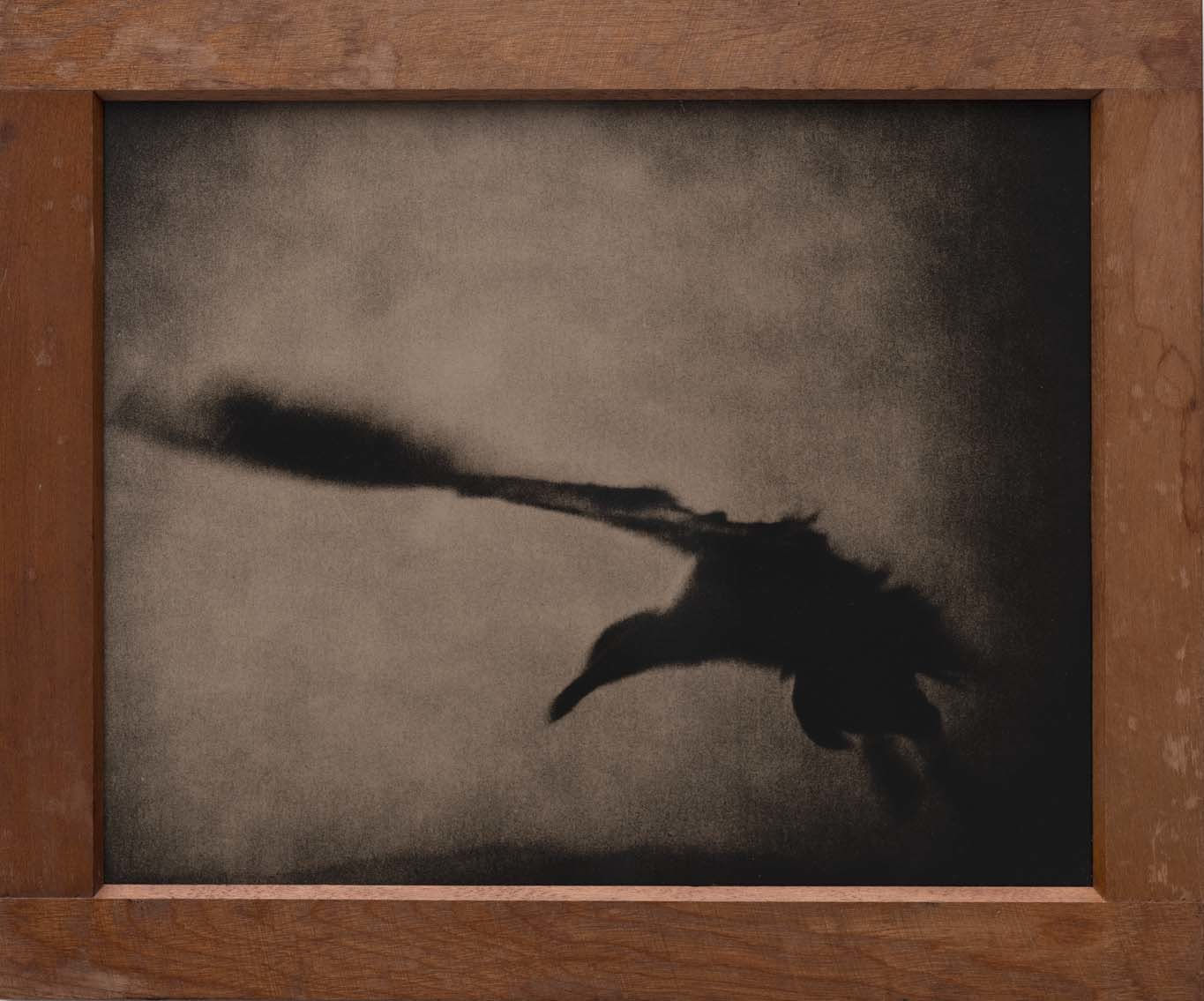 Lara Porzak, Seagull, 2014