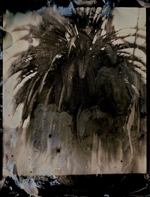 Lara Porzak, Laurel Canyon Palm, 2015