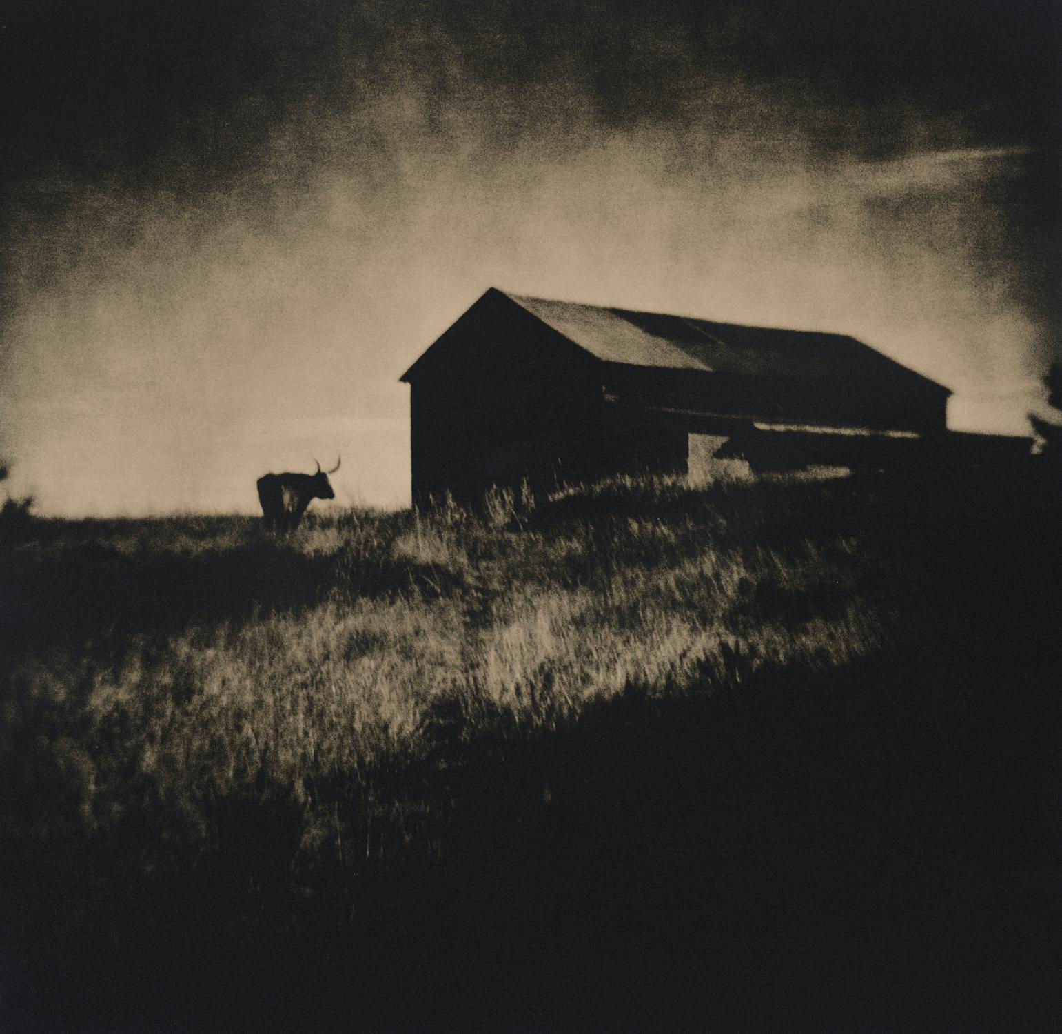 Lara Porzak, Wyeth's Longhorn