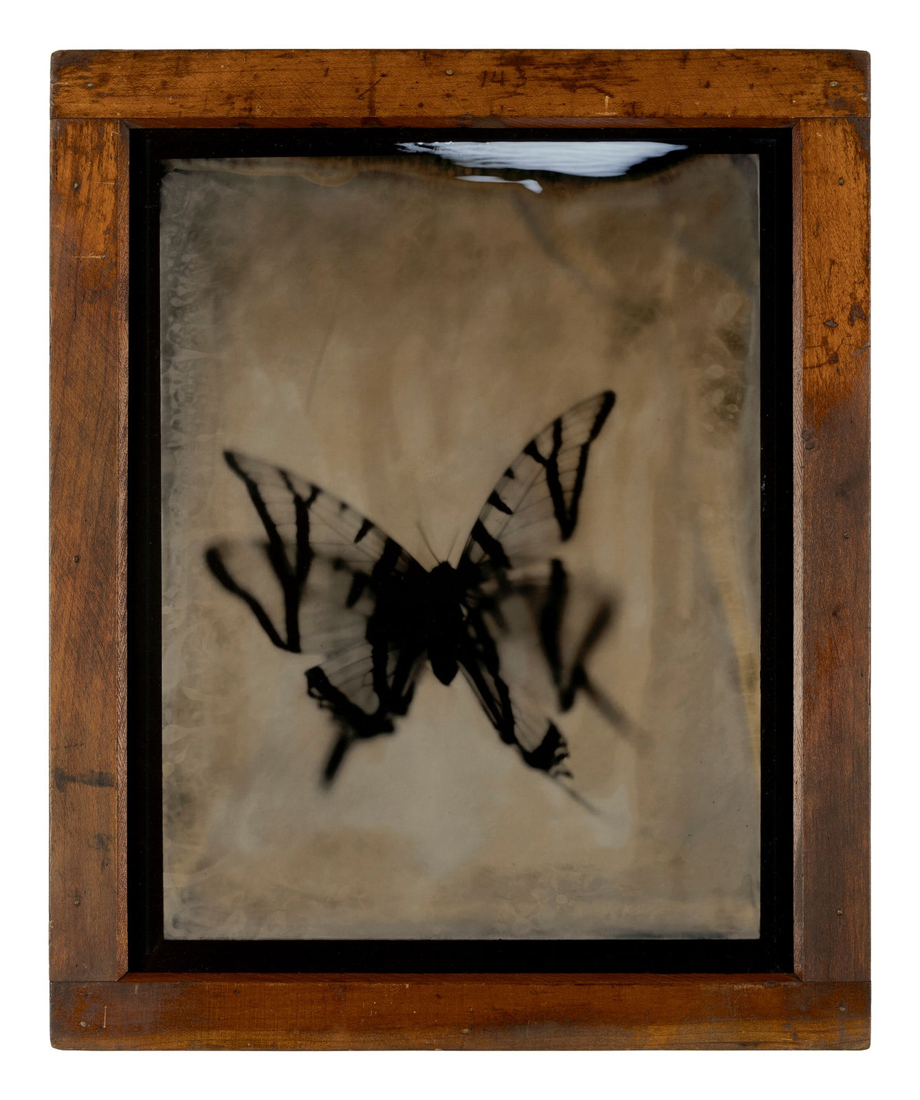 Lara Porzak, Swallowtail's Flight