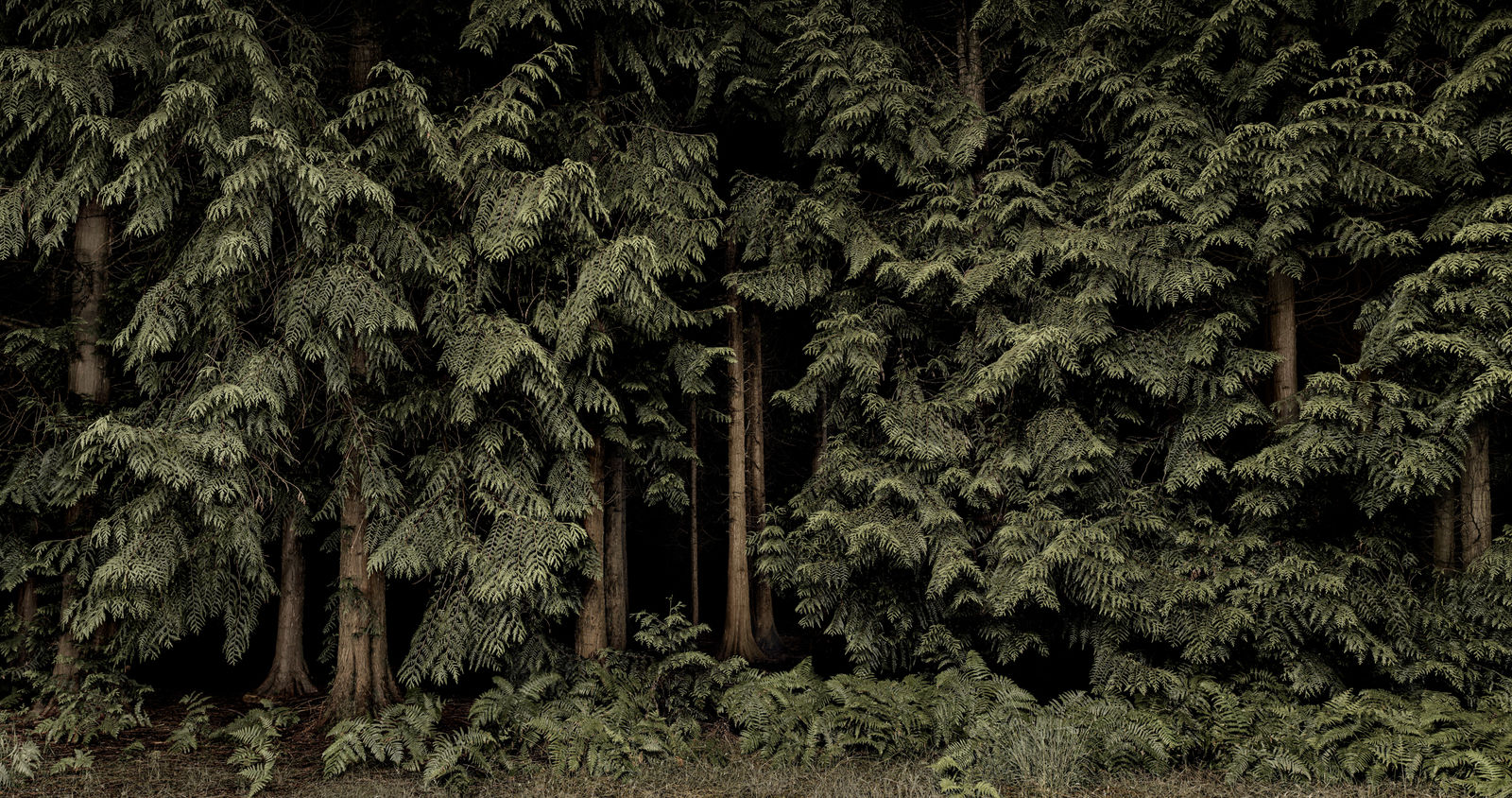 Jasper Goodall, Beyond the Light, Photograph