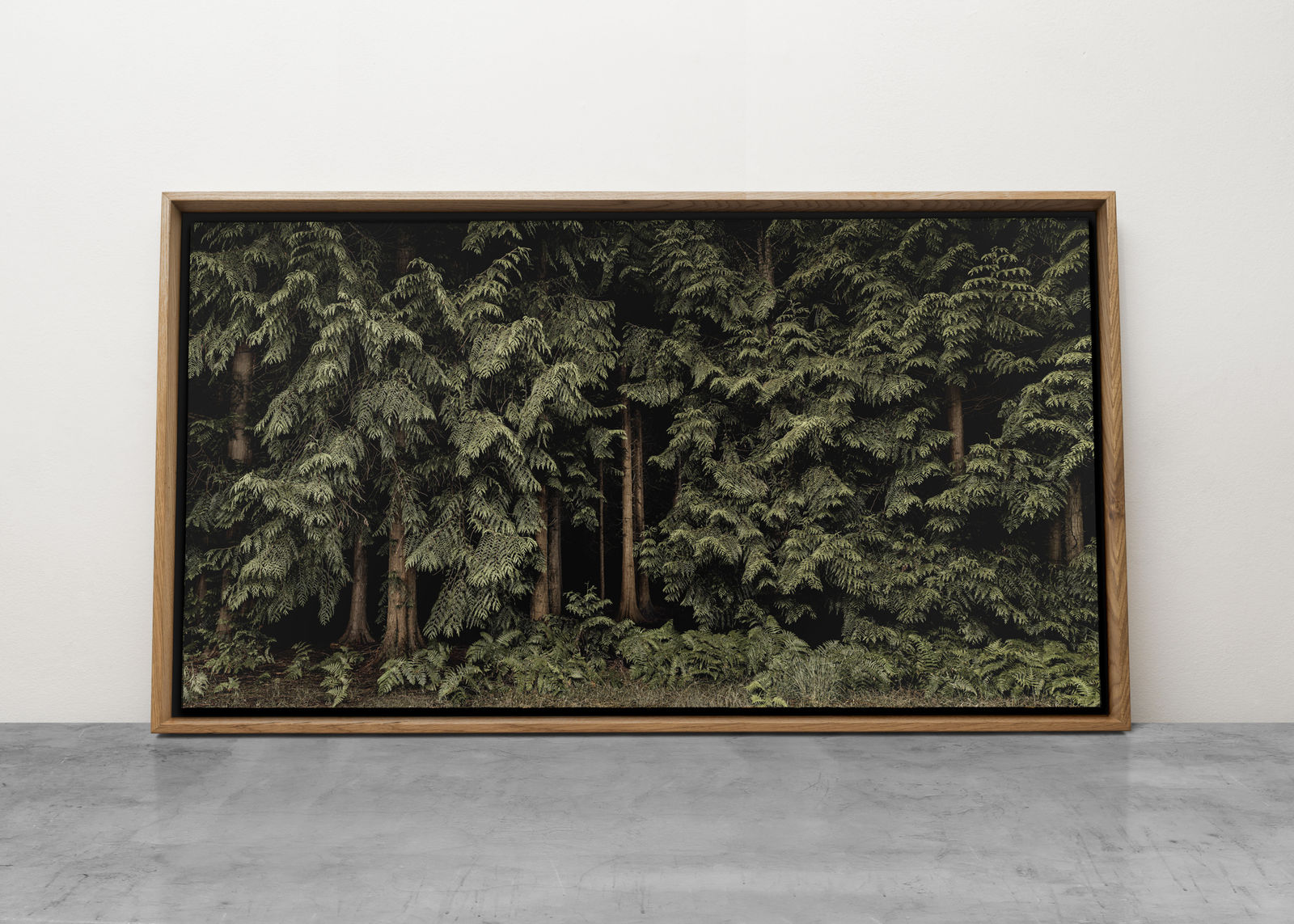 Jasper Goodall, Beyond the Light, Cedar Trees, framed