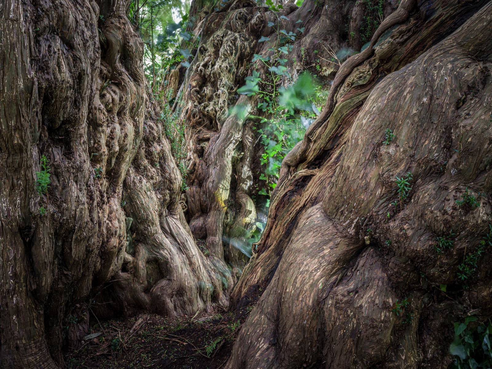 Ancient Tree Detail Ashbrittle Yew Somerset