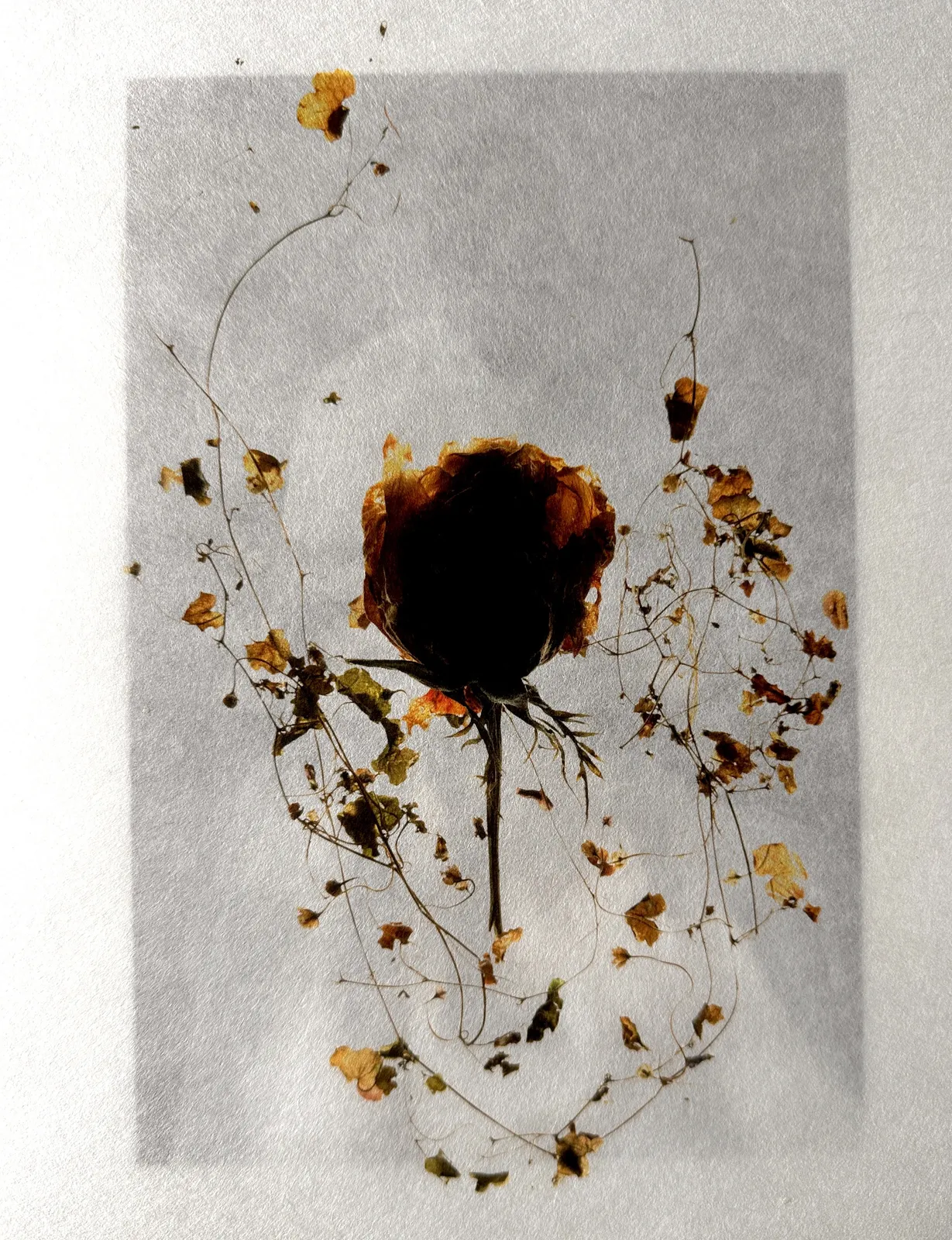 DAGMAR VAN WEEGHEL, BLOOM: Special Edition, 2026