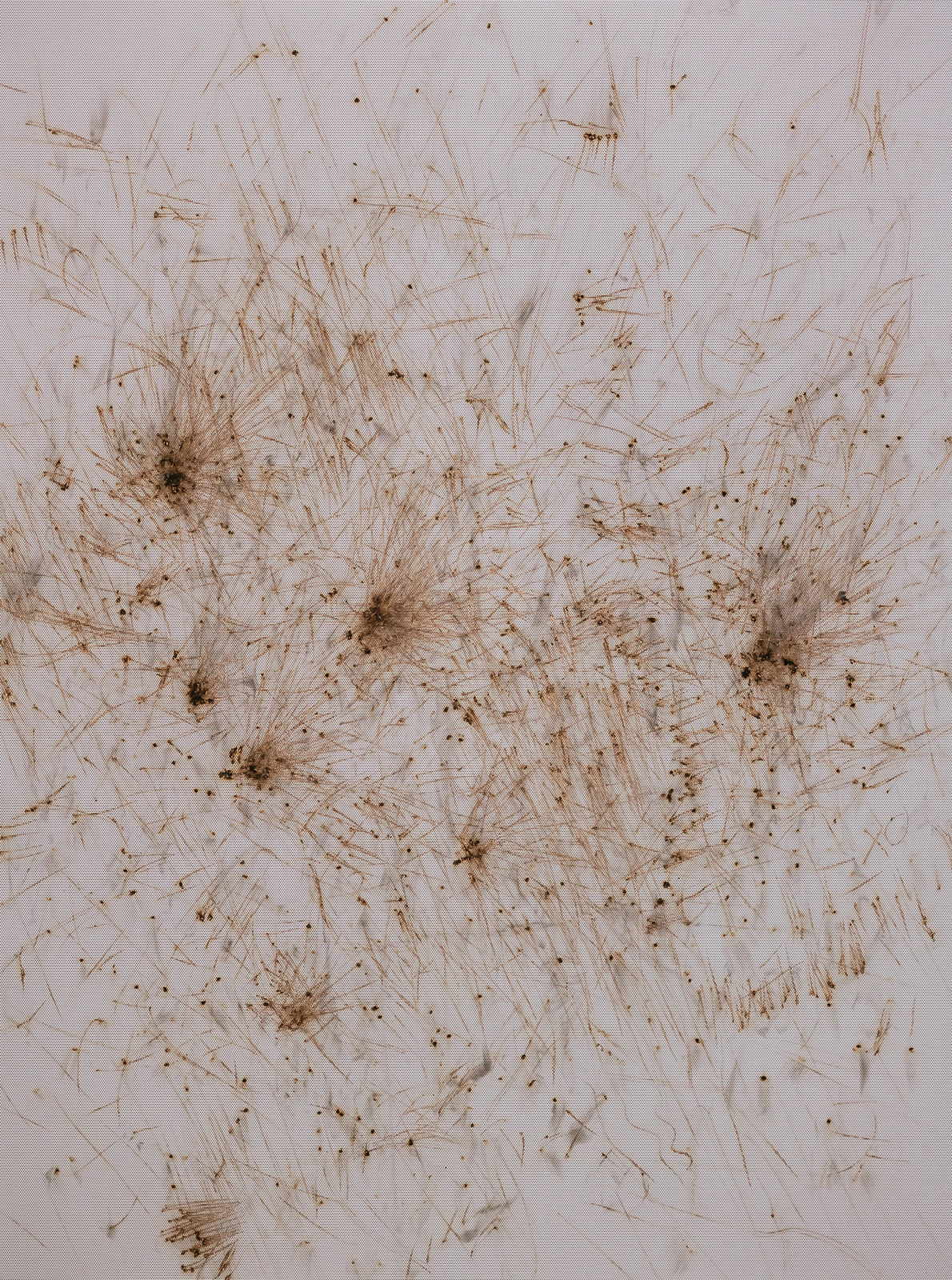 Thomas Wachholz, Matches 4, 2017