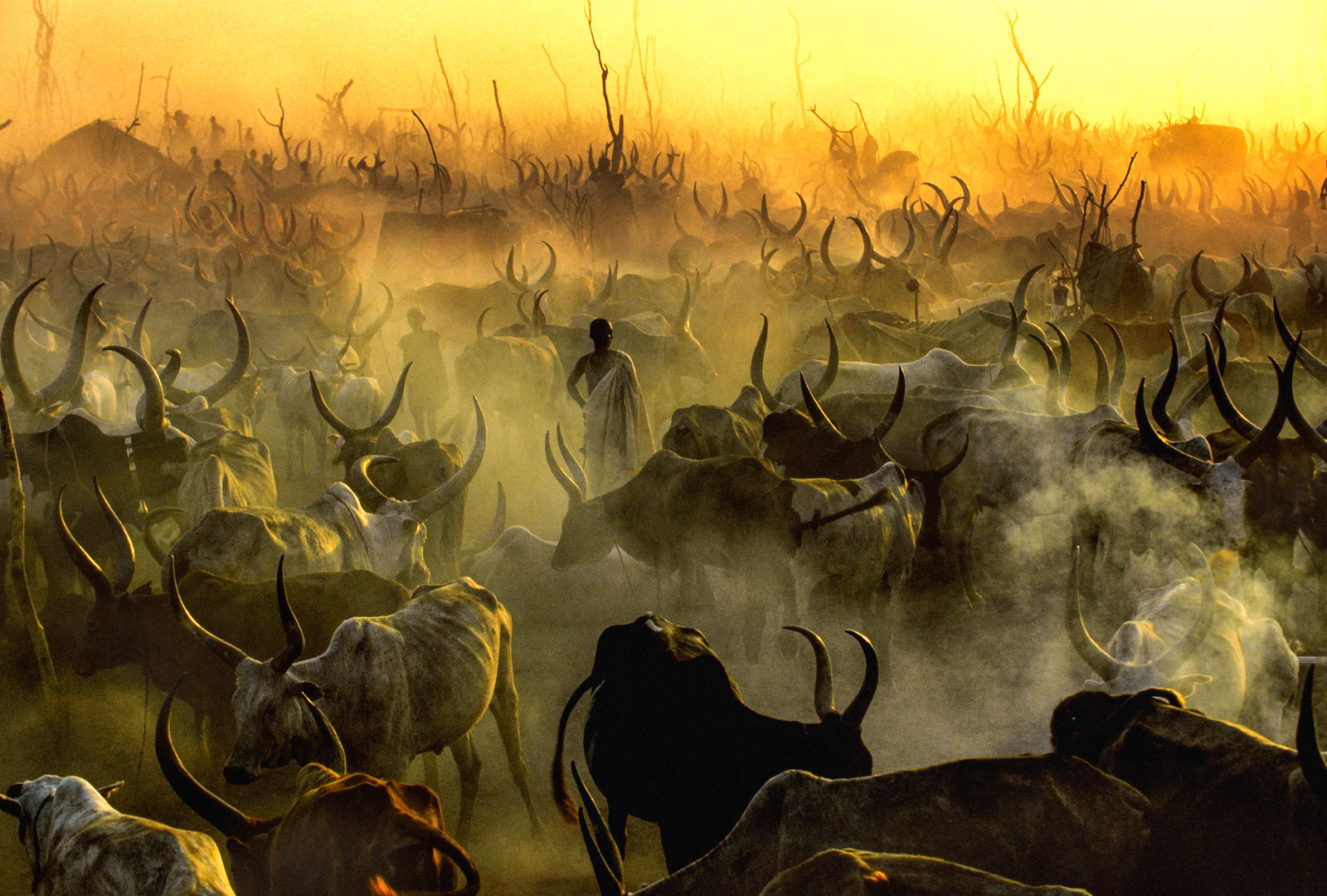 Carol Beckwith and Angela Fisher, Dinka Cattle Camp at Sunset, South Sudan, 2006
