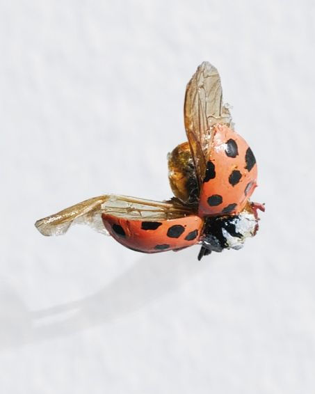 Tom Friedman, Untitled (Ladybug), 1998-1999