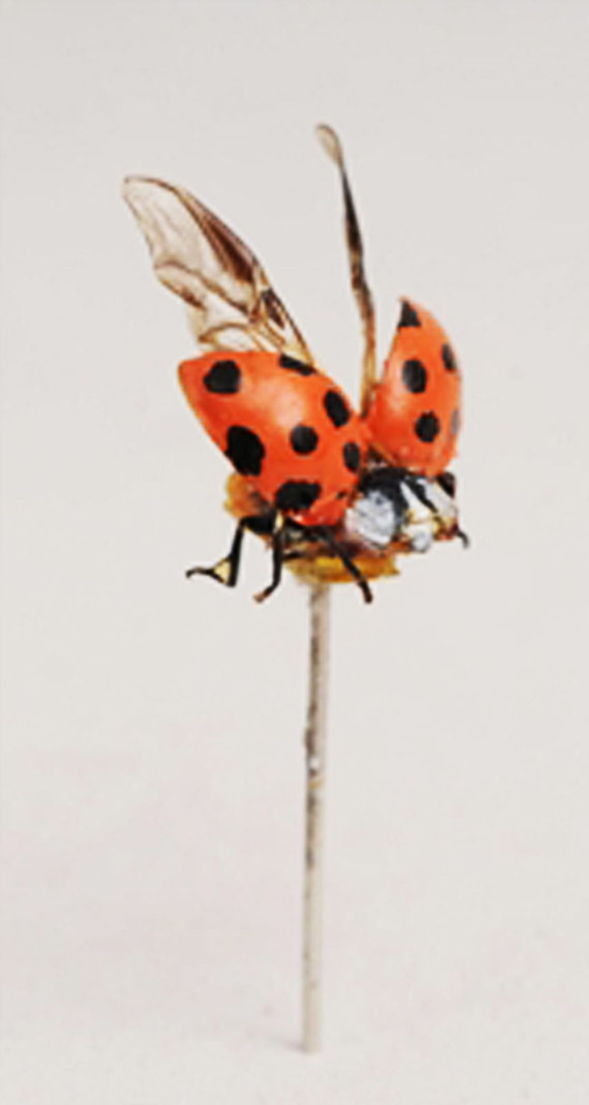 Tom Friedman, Untitled (Ladybug), 1998-1999