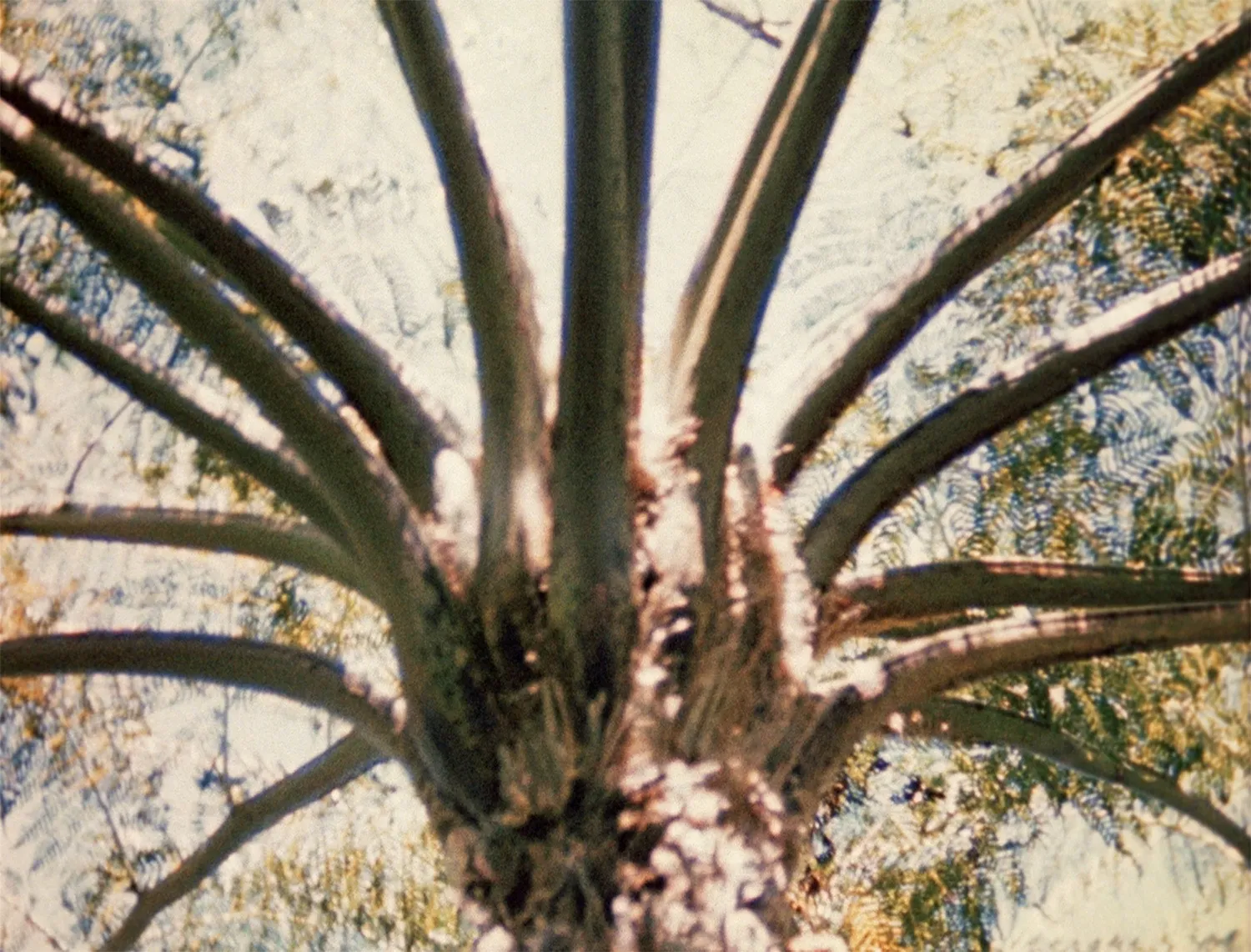 Bruce Conner, LOOKING FOR MUSHROOMS, 1959–67/1996