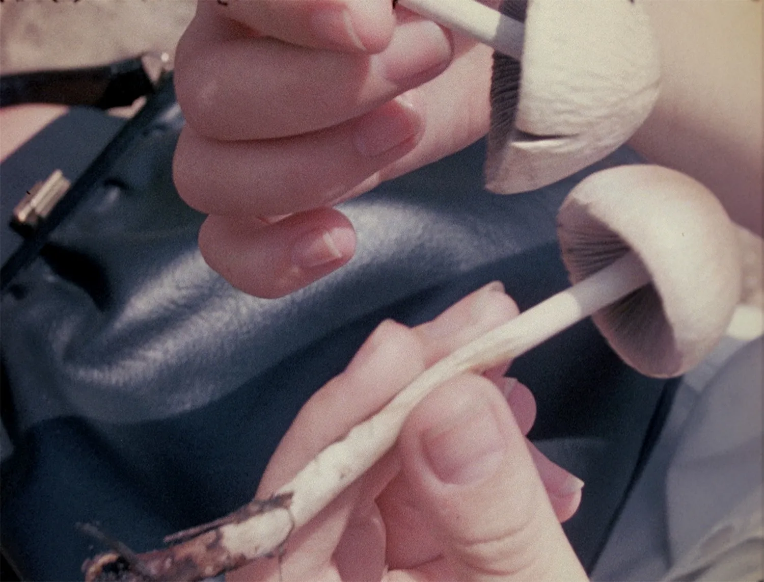 Bruce Conner, LOOKING FOR MUSHROOMS, 1959–67/1996