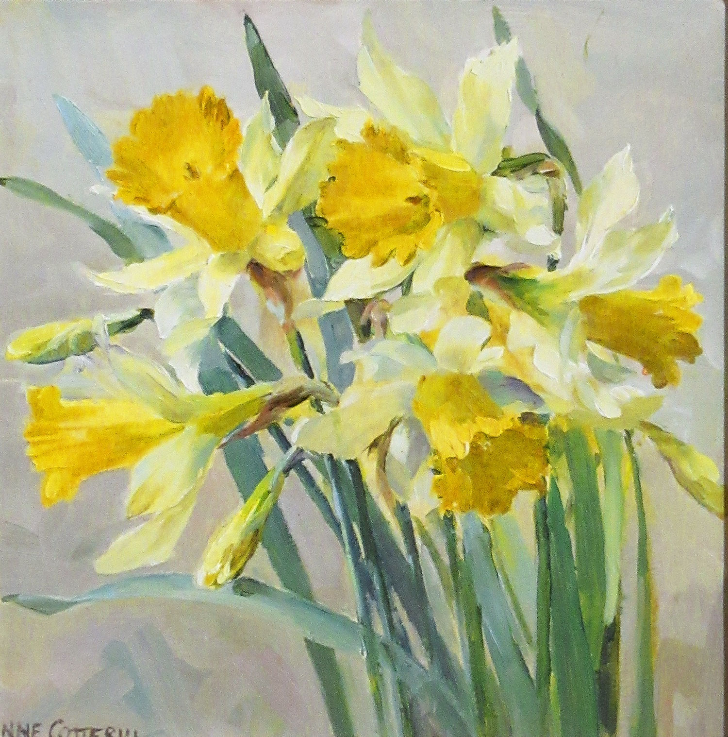 Anne Cotterill, Wild Daffodils