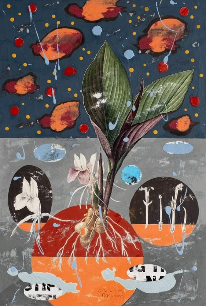 Colin Brown, Ginger Lily