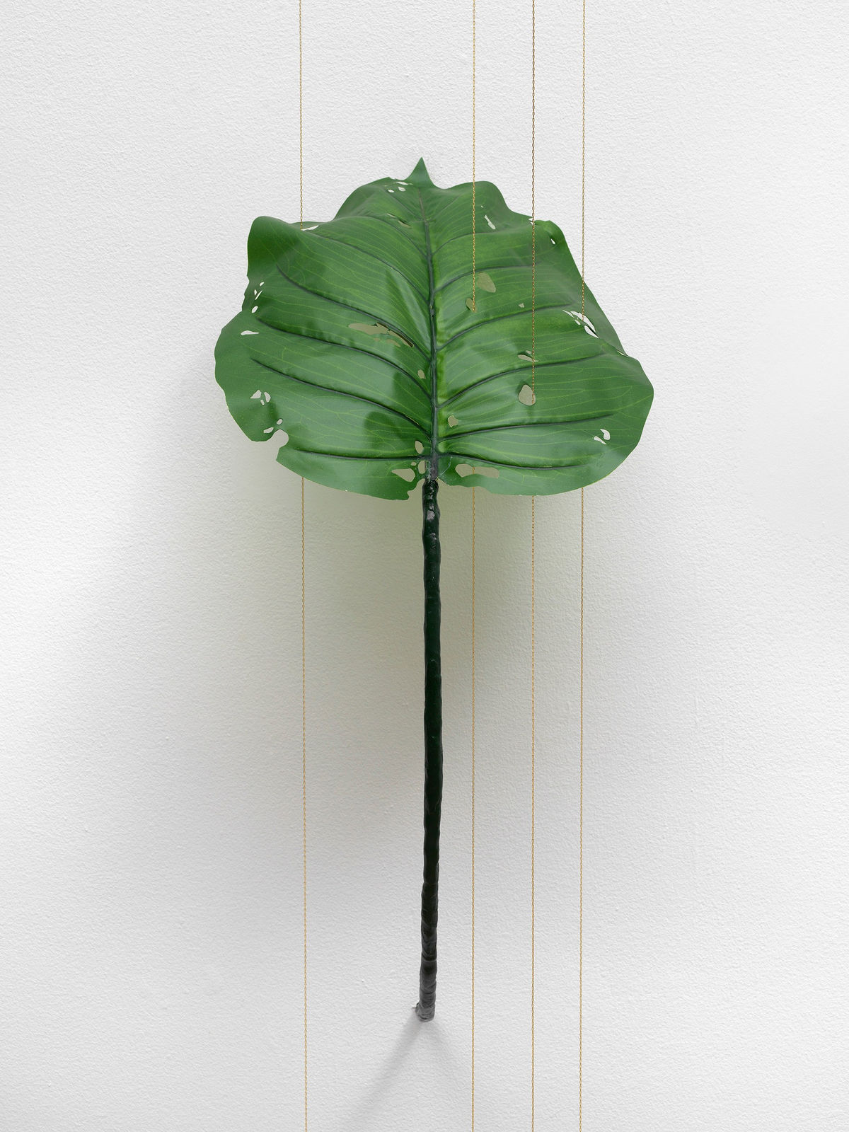 Tania Pérez Córdova, Alocasia Odora (40% chance of rain), 2022