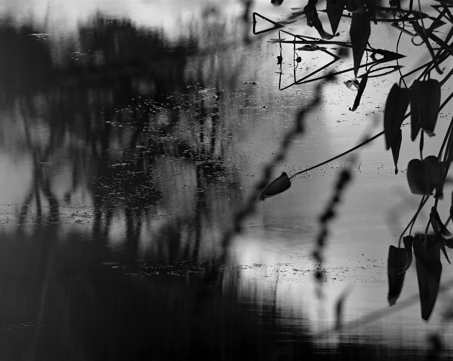 Nicholas Hughes, Verse I, #14, 2017