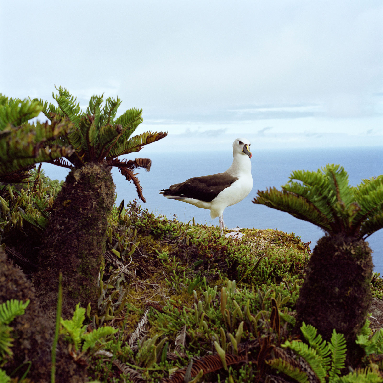 Jon Tonks, Yellow-Nosed Albatross, Tristan da Cunha, 2011