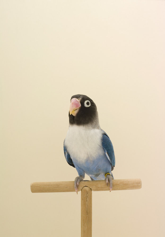 Luke Stephenson, Love Bird #3, 2008