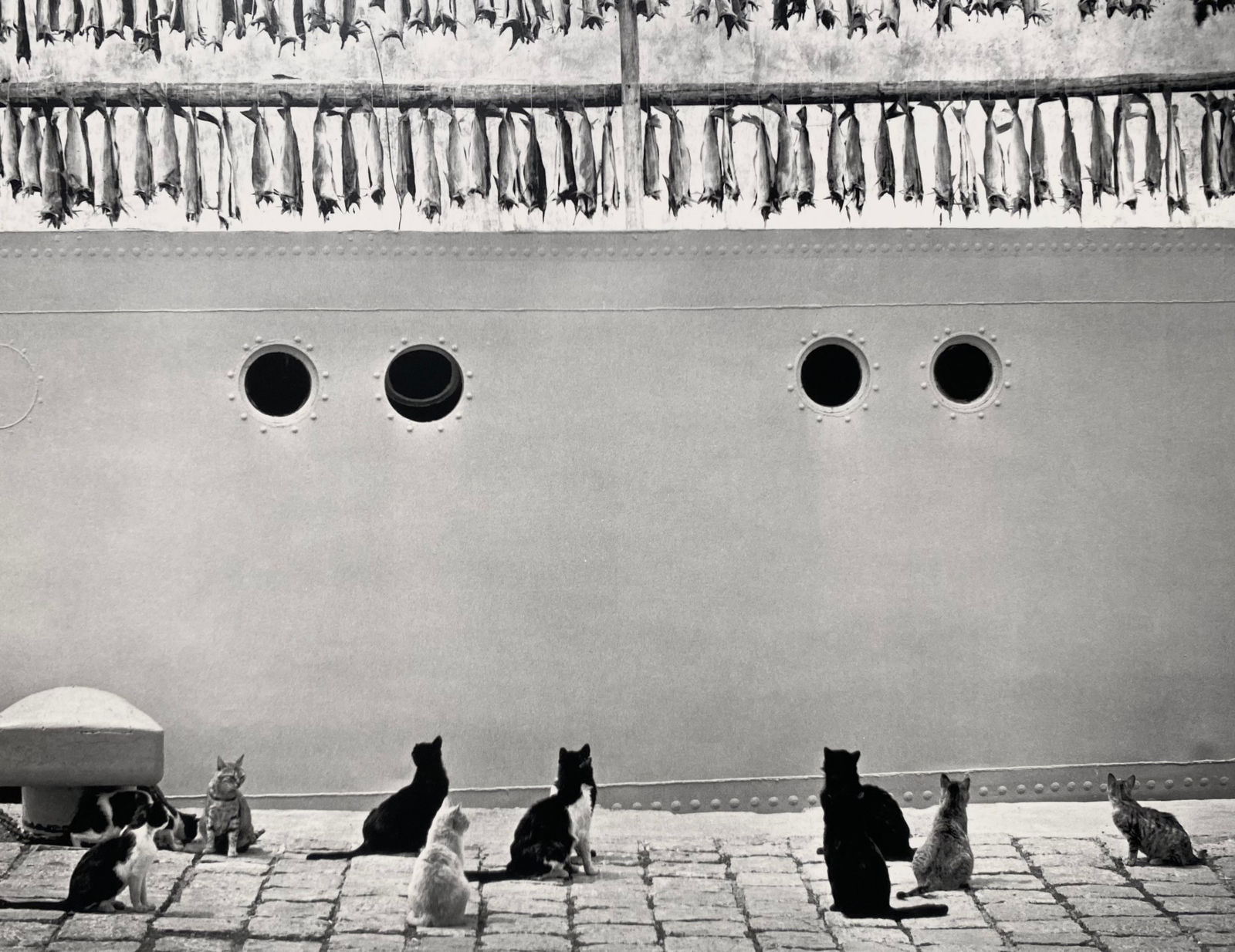 Pentti Sammallahti, Iceland (cats looking up at hanging fish), 1980