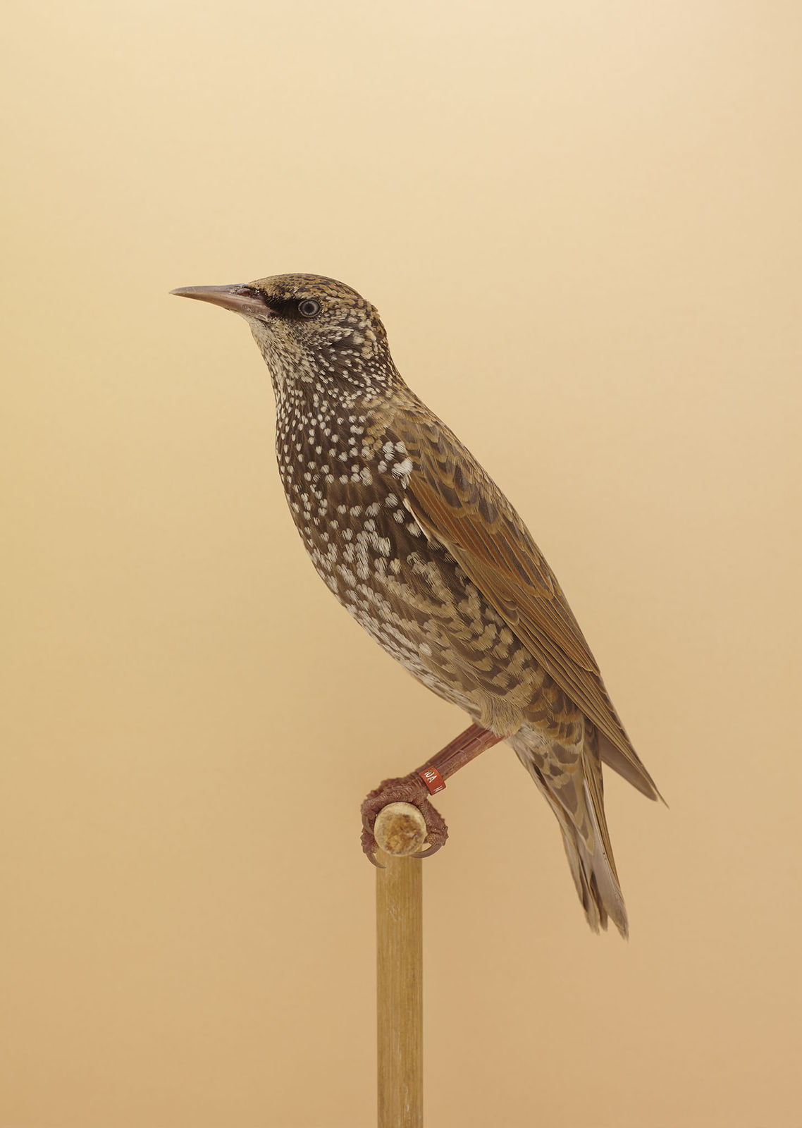 Luke Stephenson, Brown Starling #1, 2016