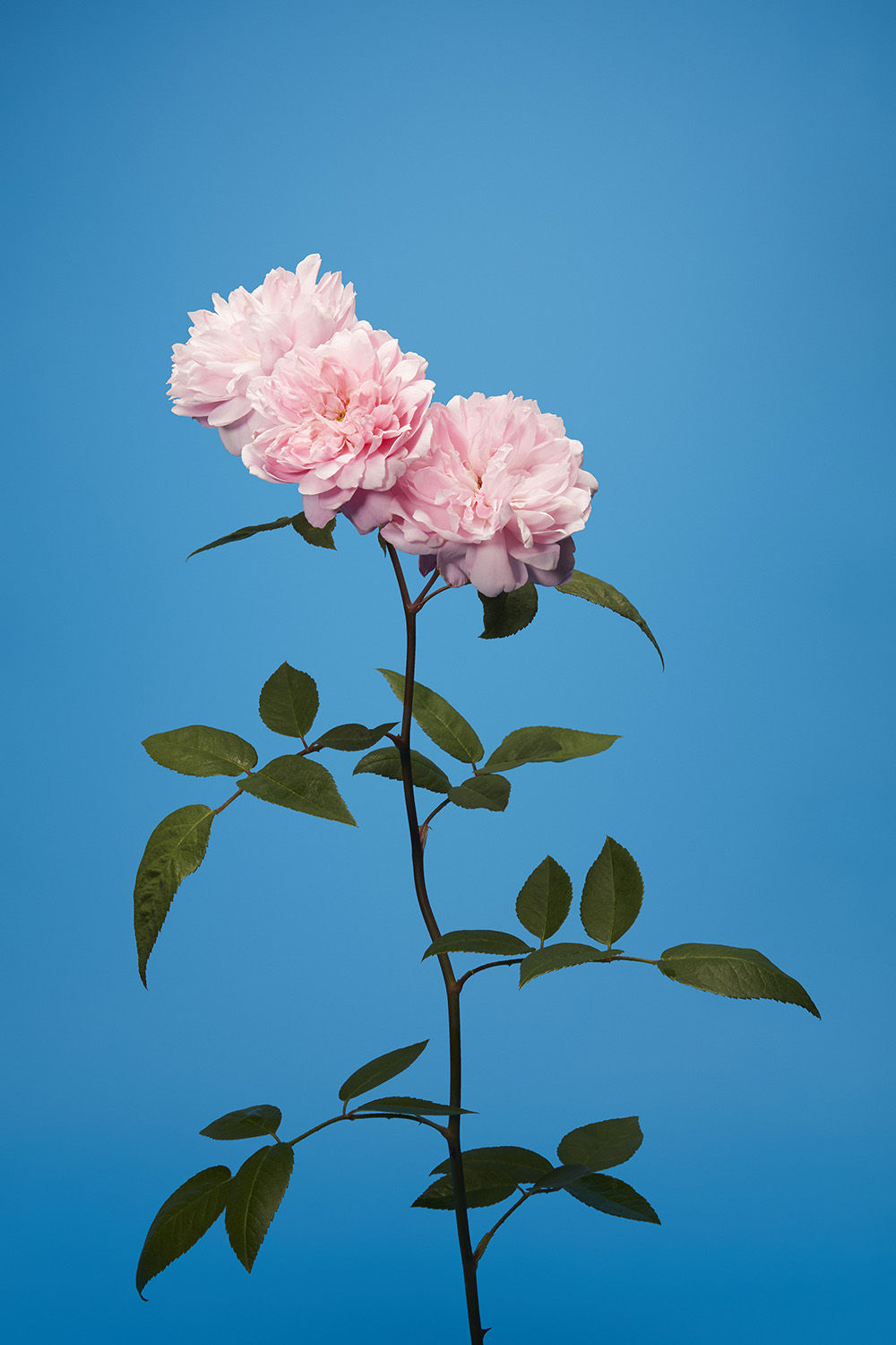 Luke Stephenson, Mortimer Sackler, 2018