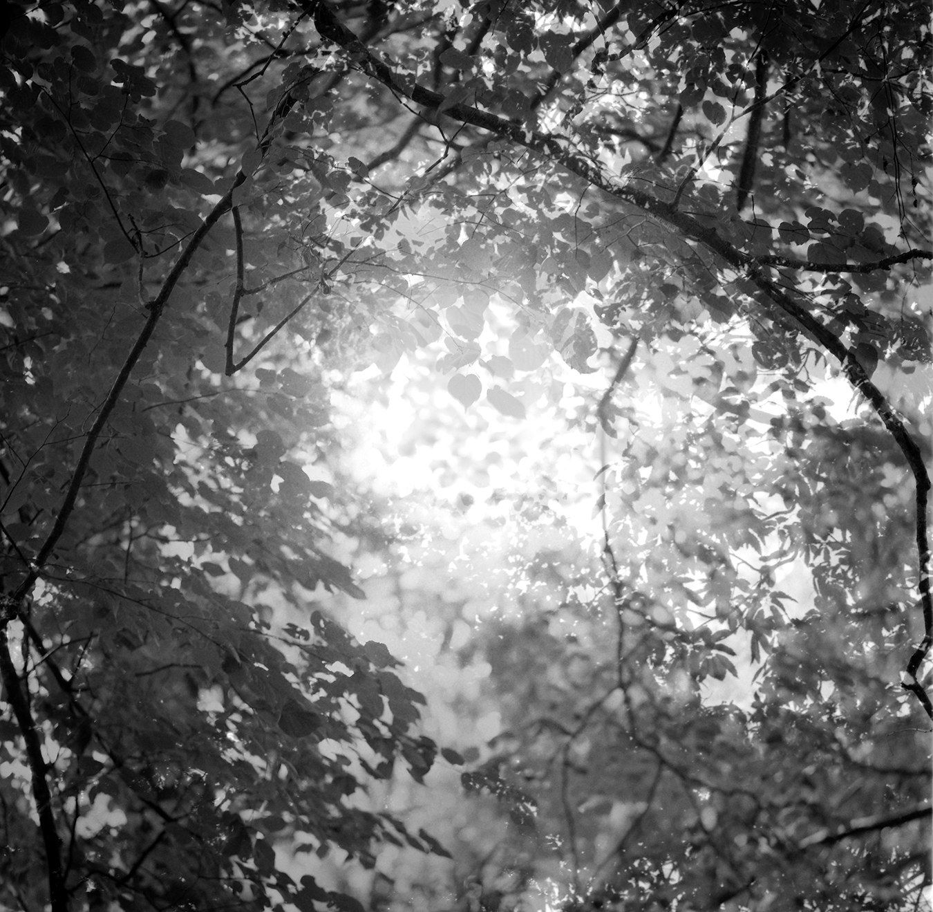 Nicholas Hughes, Verse III, #4, 2020