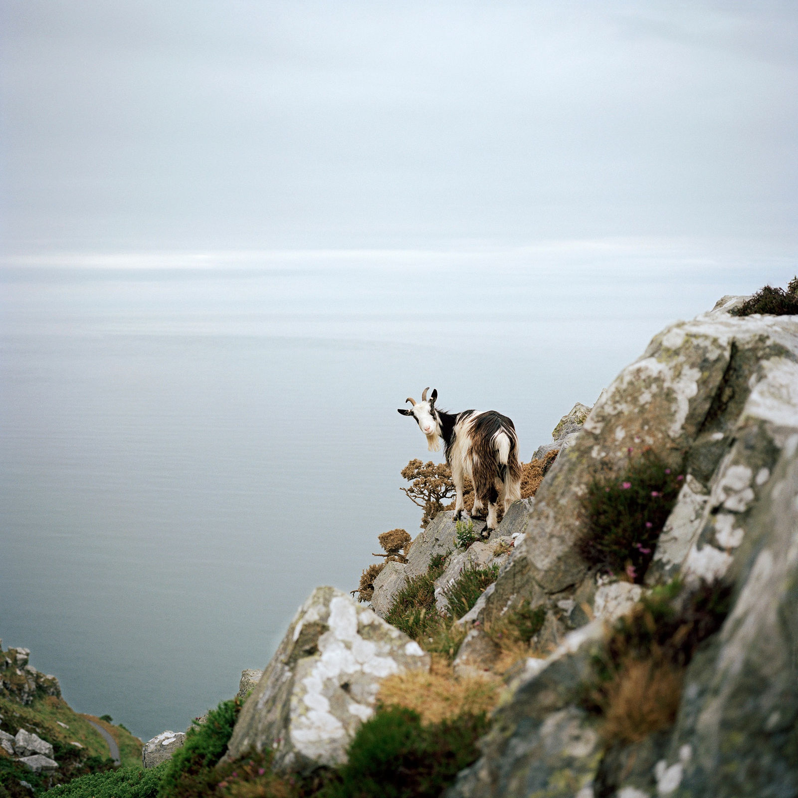 Jon Tonks, Lynton Goat, Devon, 2017