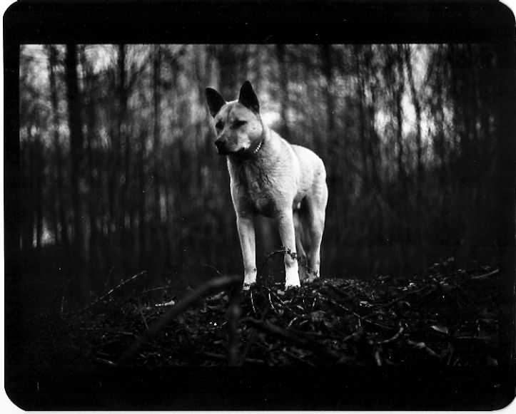 Giacomo Brunelli, Dog in the Wood, 2005-2009