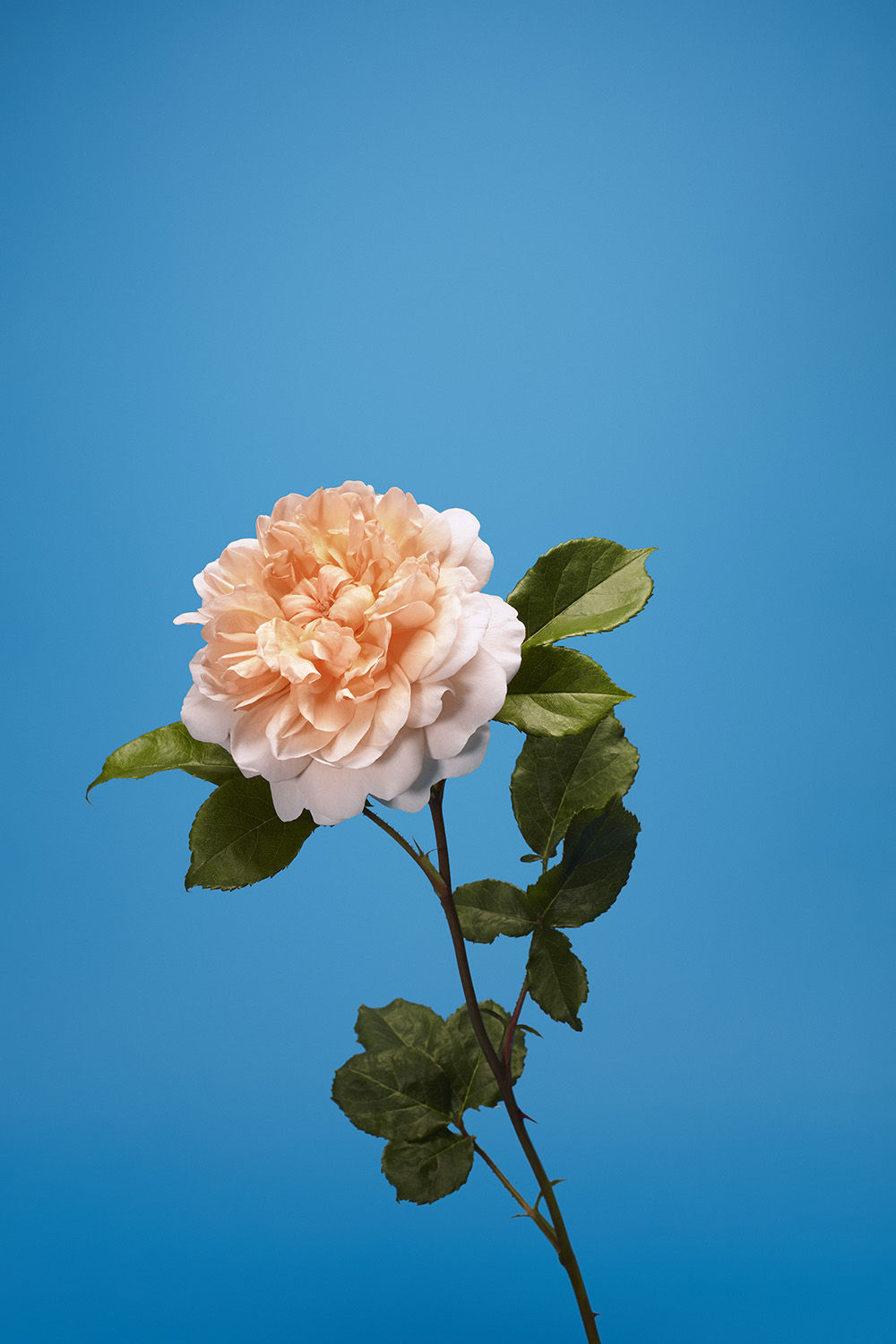 Luke Stephenson, Port Sunlight, 2018