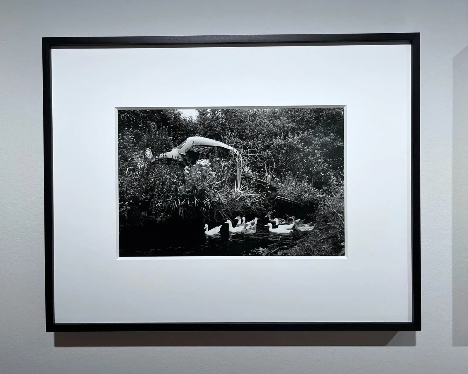 Martin Parr, County Kerry, Dingle Penninsula, Abandoned Morris Minors, 1980-1983