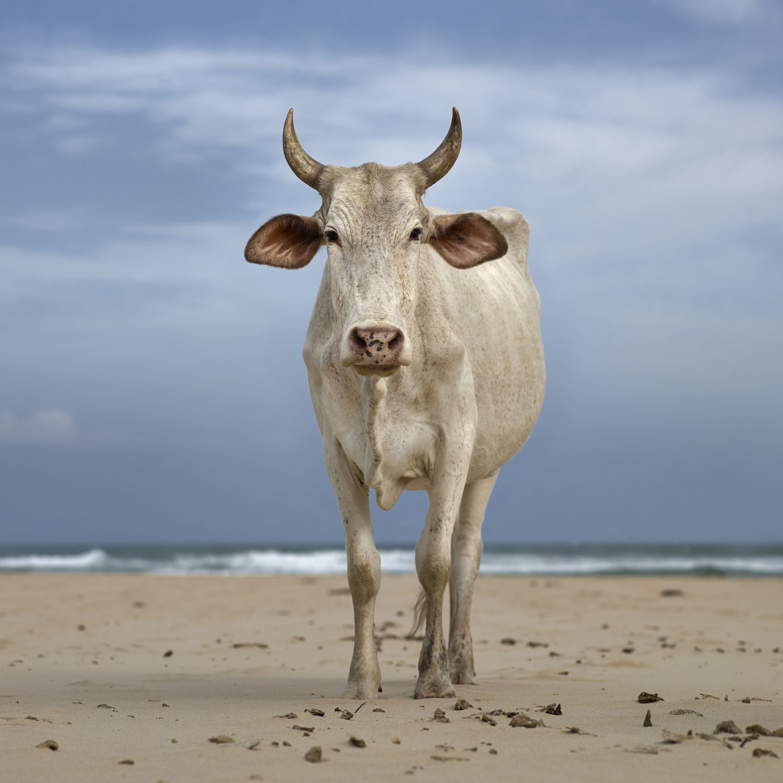 Daniel Naudé, Xhosa Nguni cow on the shore. Mpande, Eastern Cape, South Africa, 2019