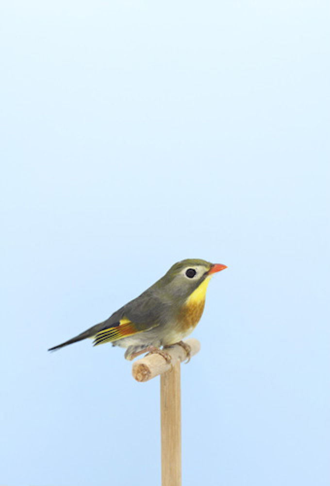 Luke Stephenson, Pekin Robin #1, 2012