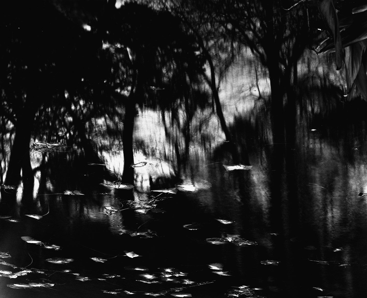 Nicholas Hughes, Verse I, #3, 2016