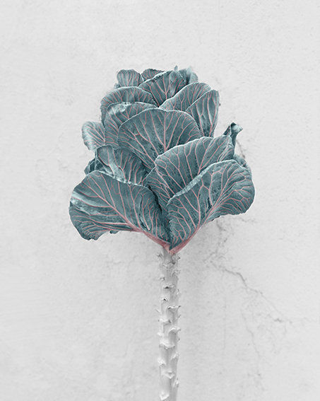 Vee Speers, Brassica Oleracea, 2016