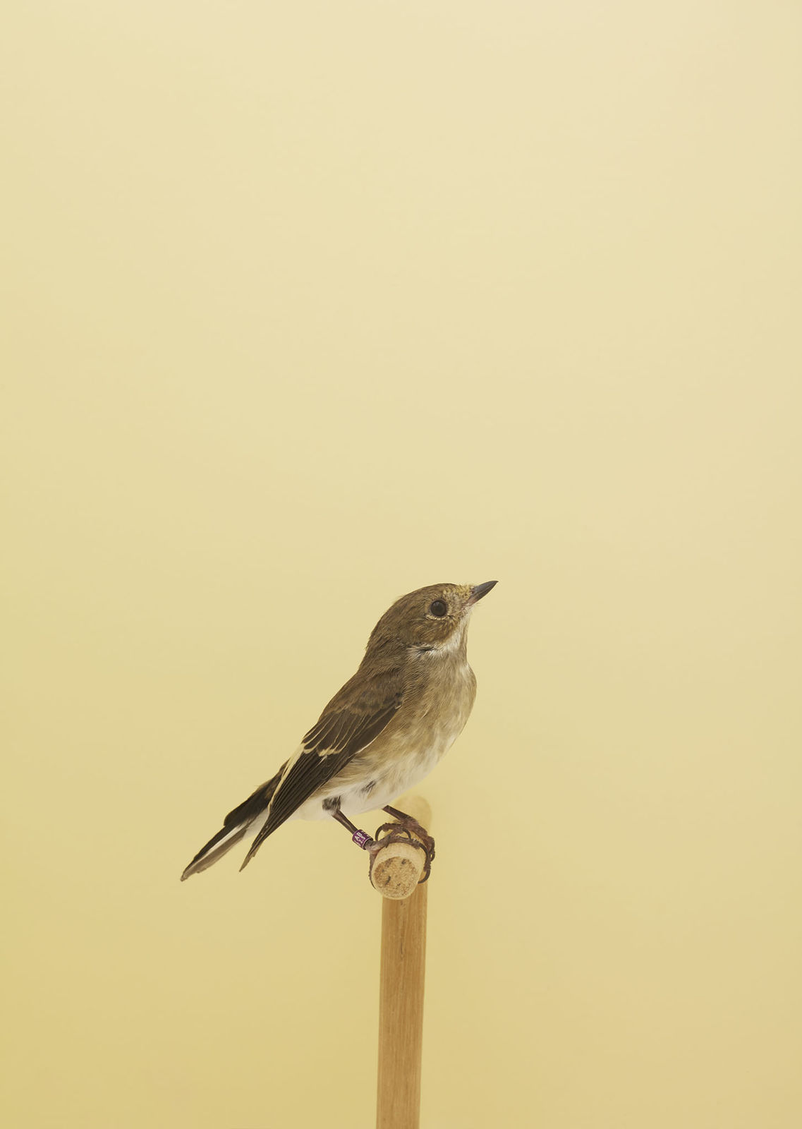 Luke Stephenson, European Pied Flycatcher #1, 2016