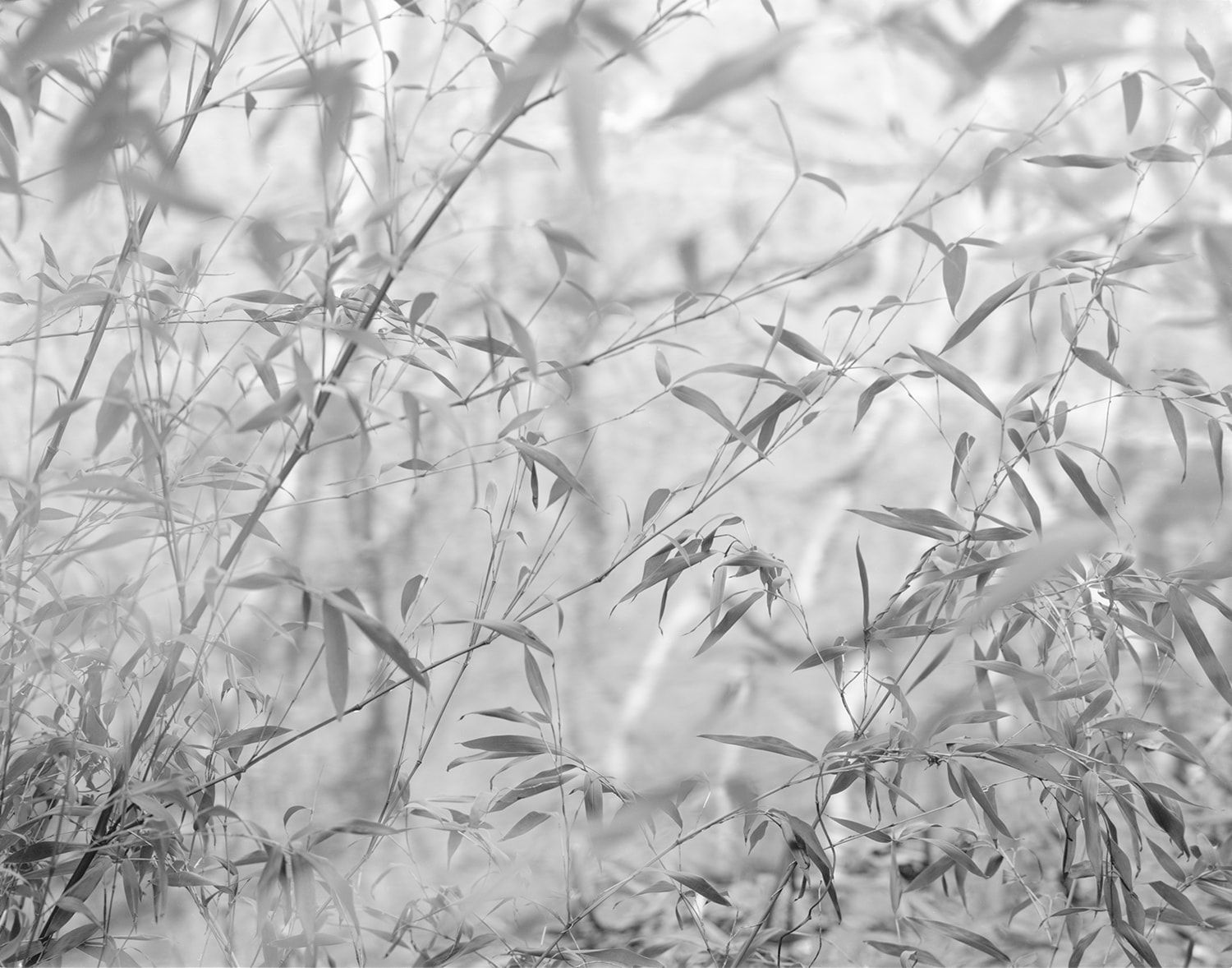 Nicholas Hughes, Verse II, #7, 2018