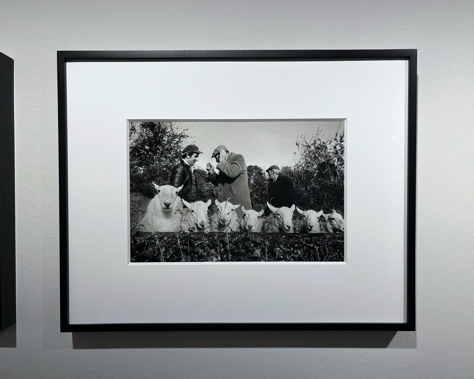 Martin Parr, Manorhamilton Sheep Fair, County Leitrim, Ireland, 1981