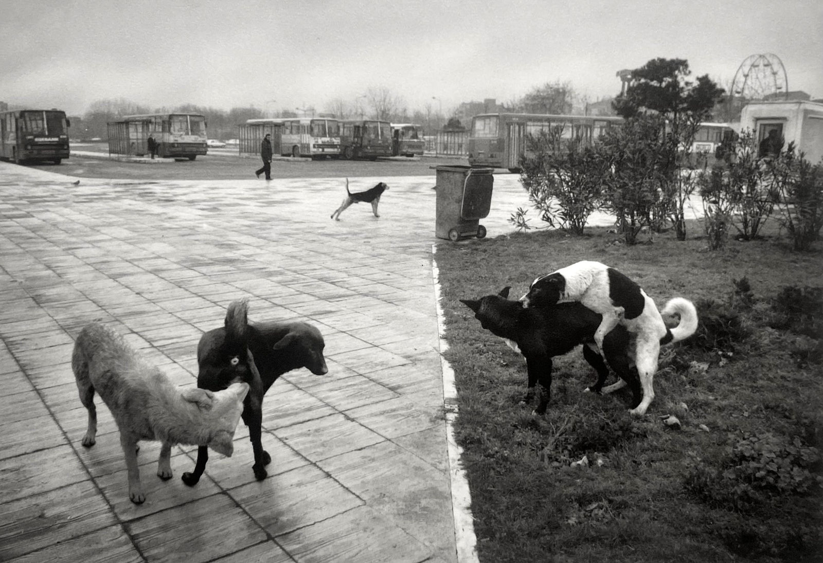 Pentti Sammallahti, Istanbul, Turkey, 1996