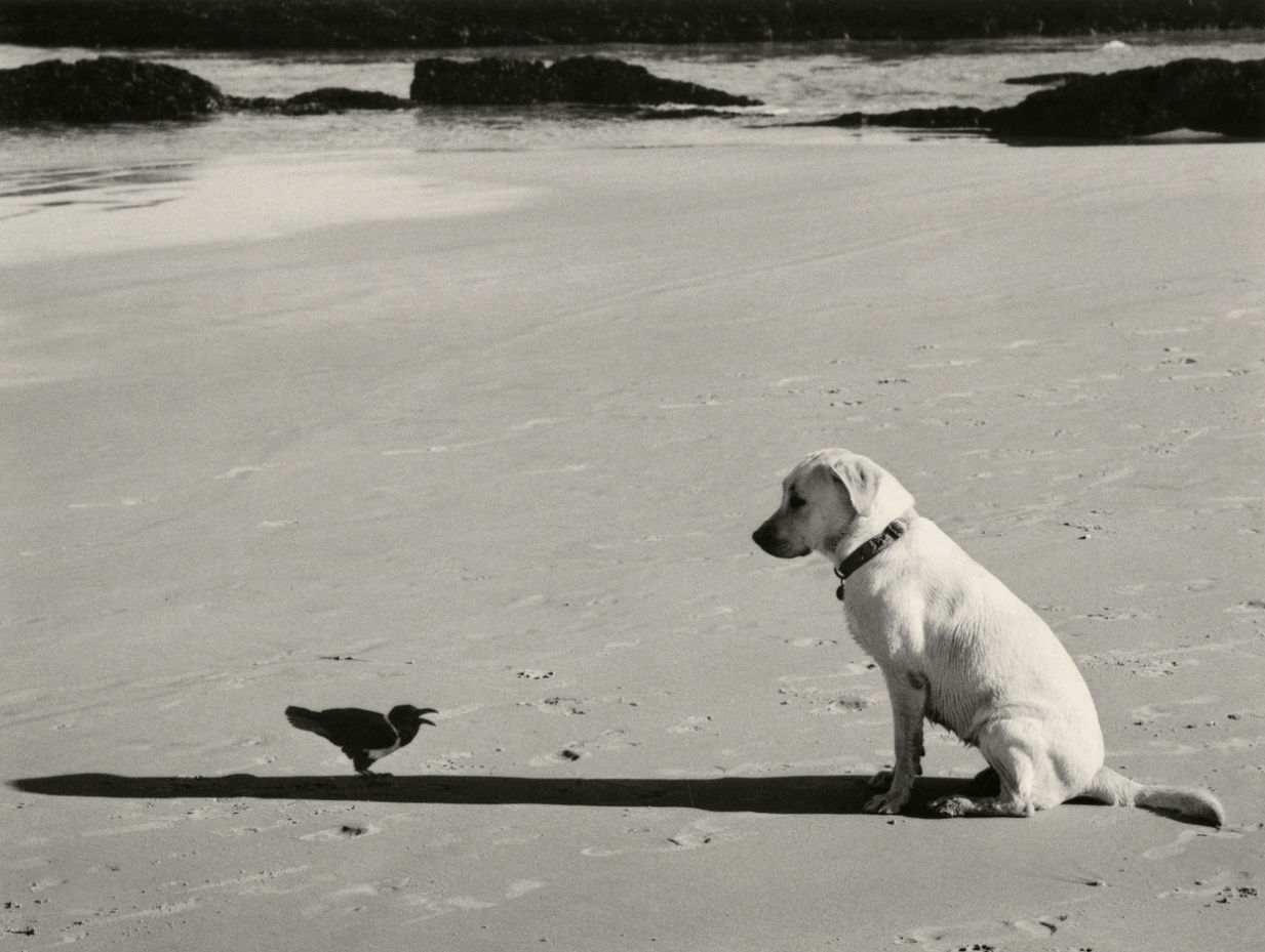 Pentti Sammallahti, Western Cape, South Africa, 2002