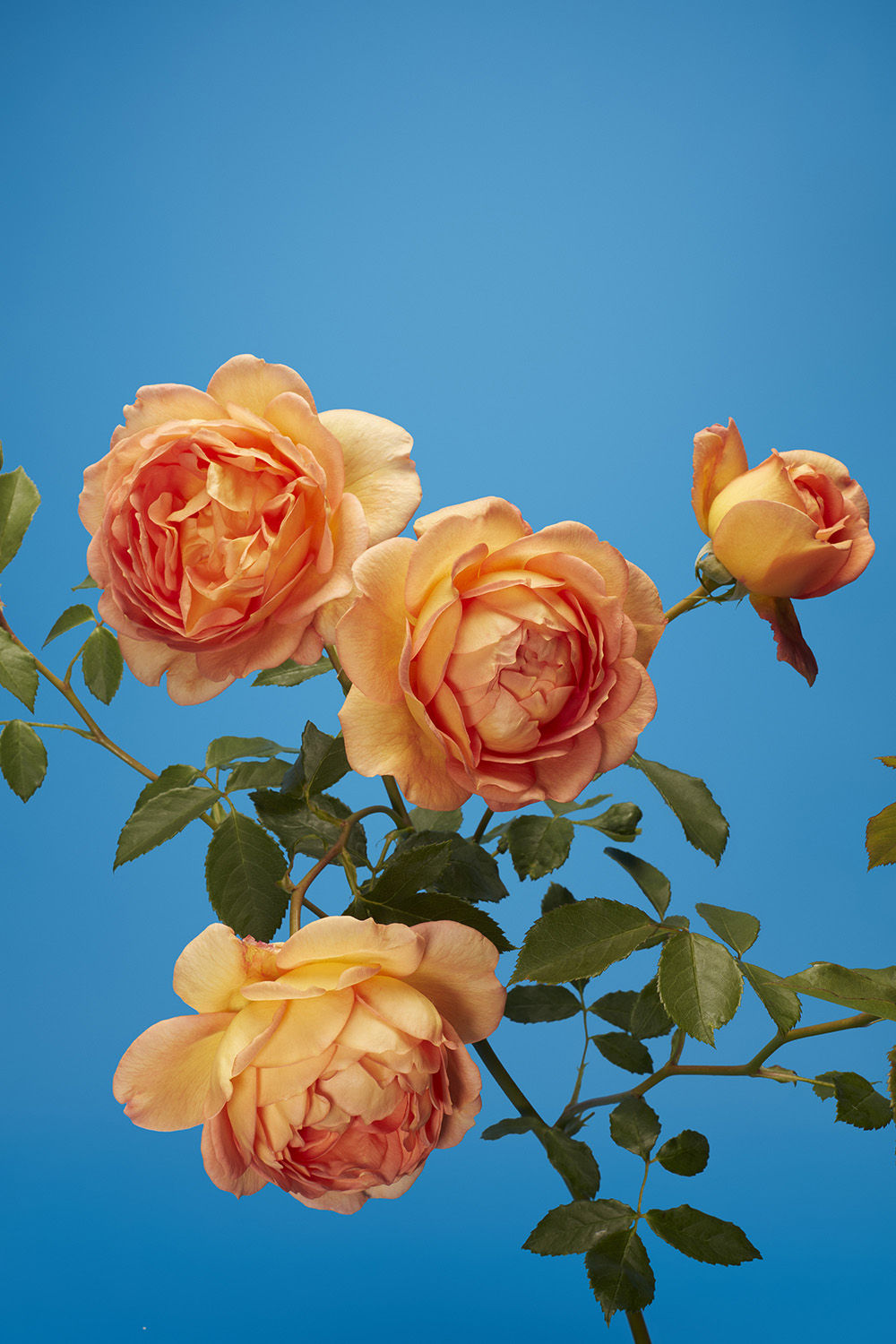 Luke Stephenson, Lady of Shalott, 2017