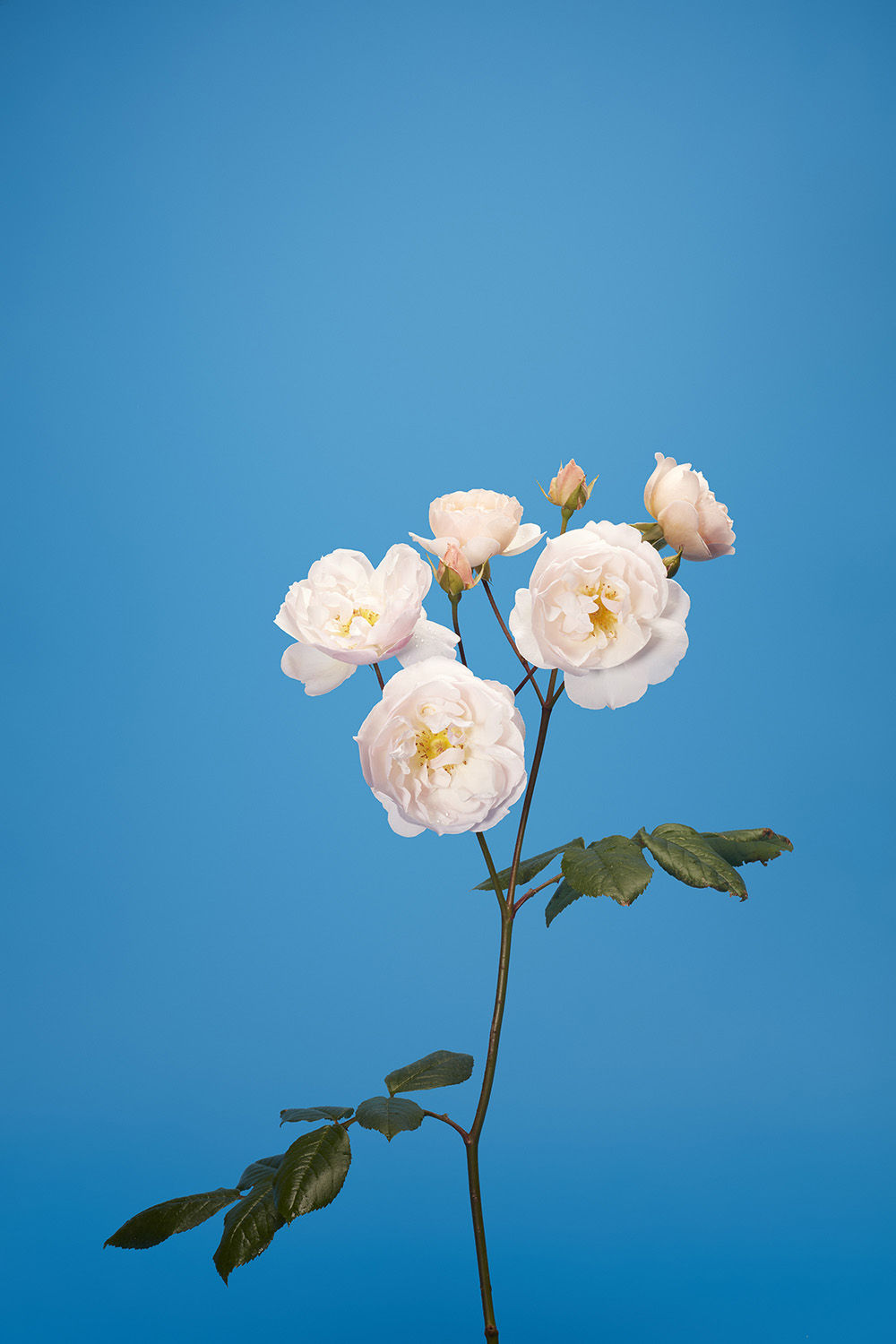 Luke Stephenson, The Lady of the Lake, 2017