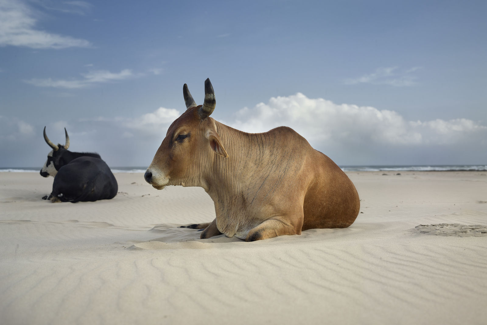 Daniel Naudé, Xhosa cattle on the shore. Sinangwana river mouth, Eastern Cape, South Africa, 2019
