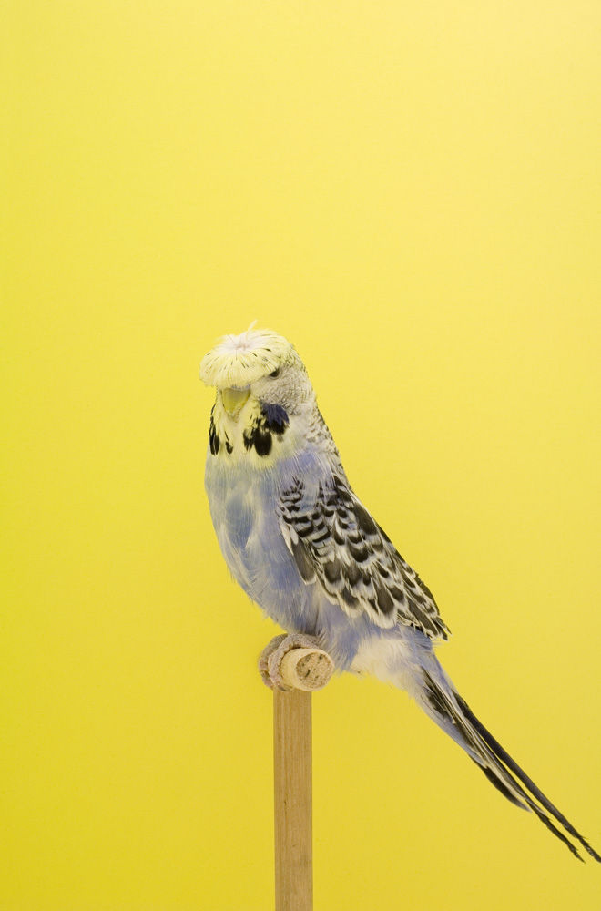 Luke Stephenson, Crested Budgie #2, 2008