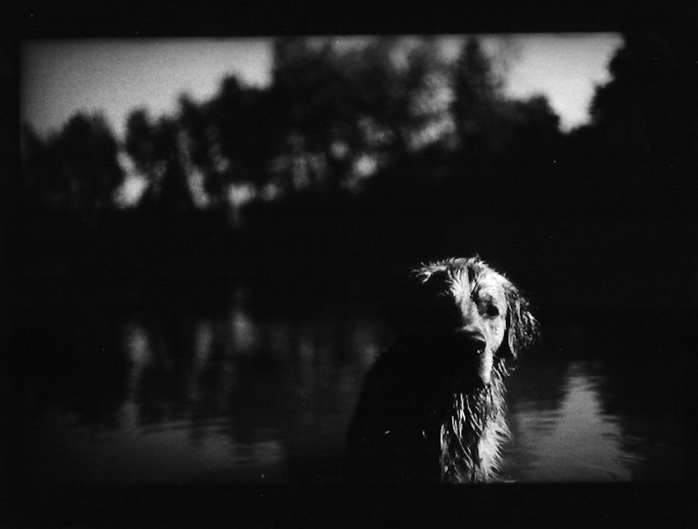 Giacomo Brunelli, Wet Dog Joyce, 2005-2009