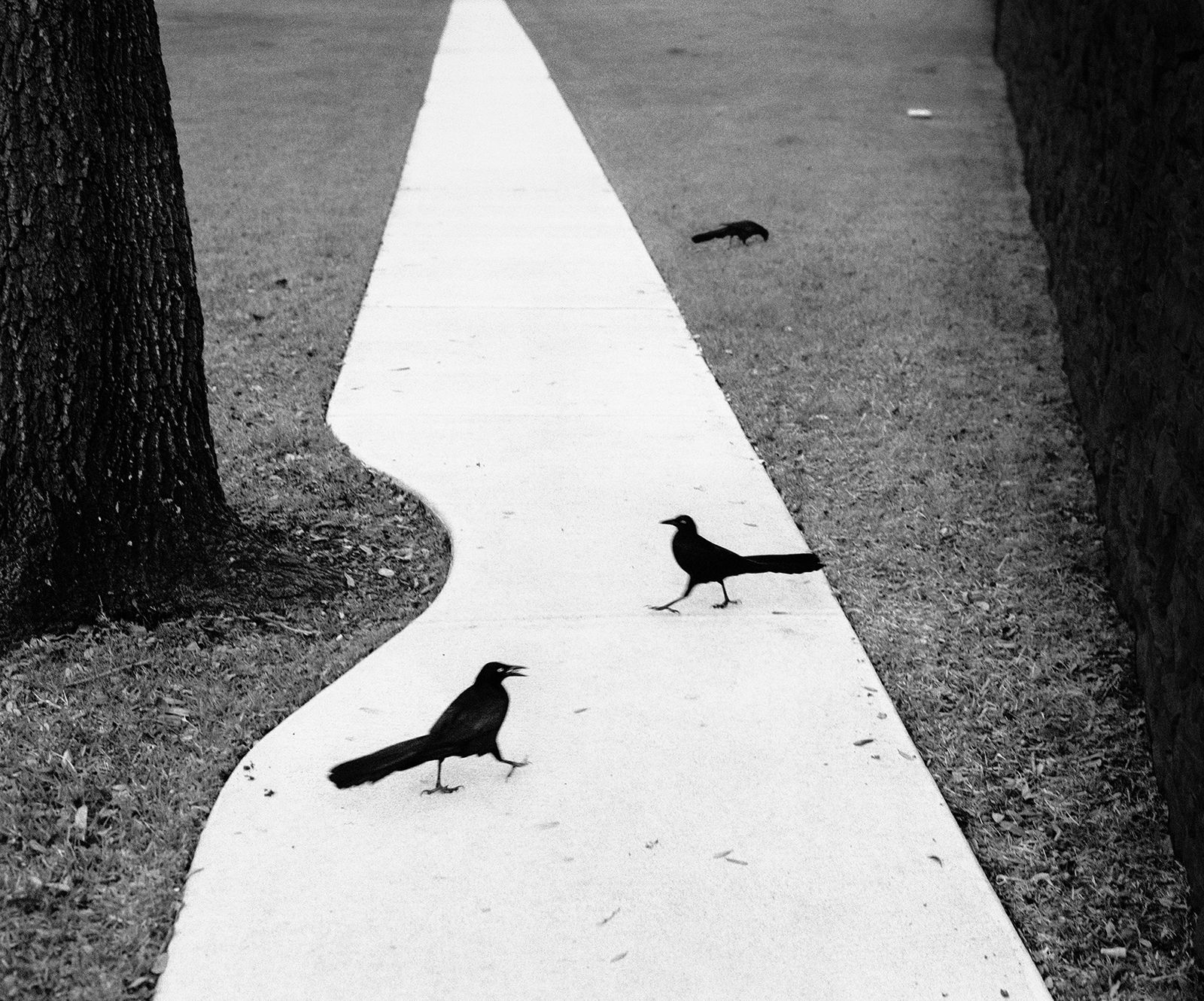 Pentti Sammallahti, Houston Texas, 1998