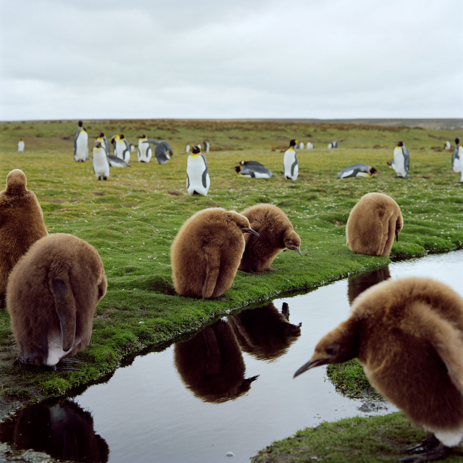 Jon Tonks, King Penguin Chicks, Falkland Islands, 2011