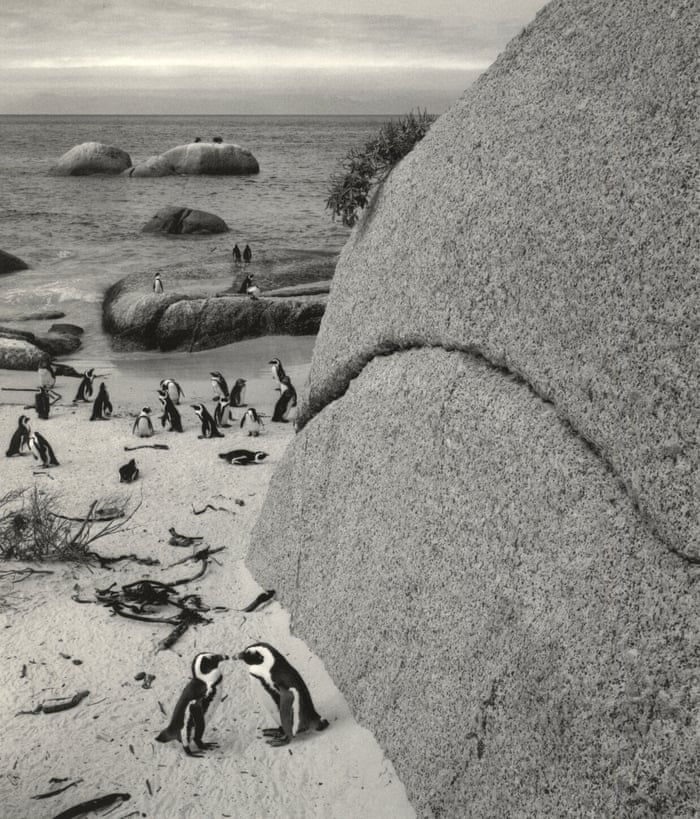 Pentti Sammallahti, Boulders Beach, South Africa, 2002