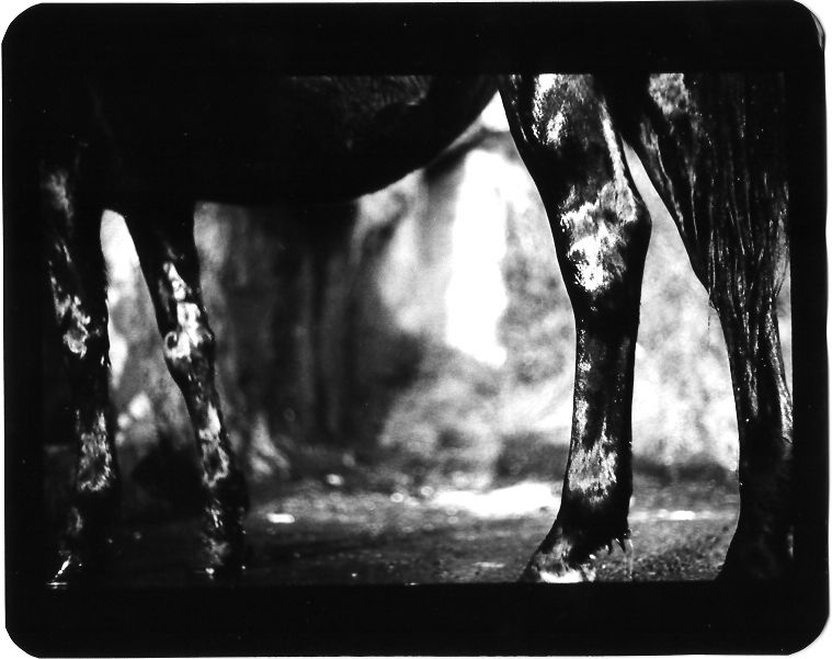Giacomo Brunelli, Horse Legs, 2005-2009