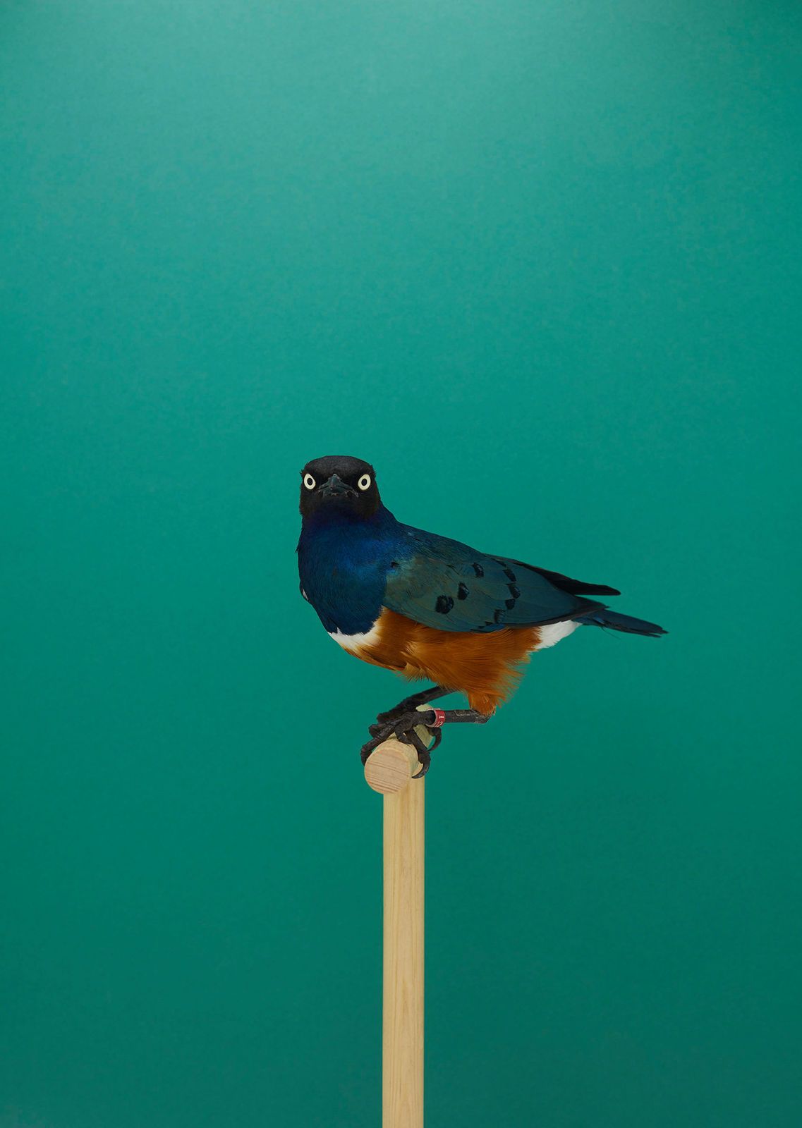 Luke Stephenson, Spreo Starling #1, 2019