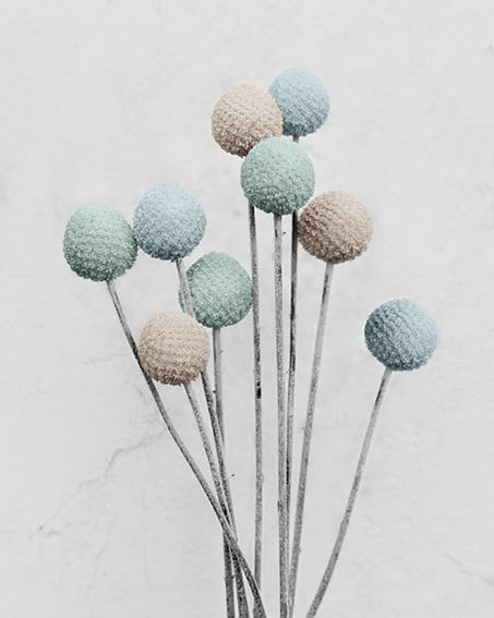 Vee Speers, Craspedia #2, 2016