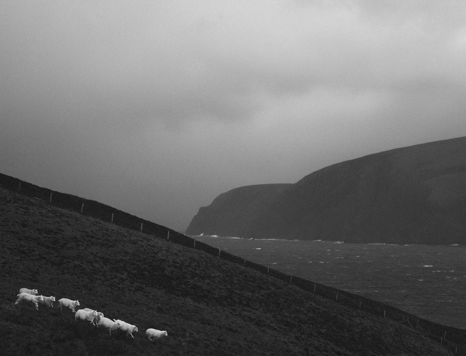 Pentti Sammallahti, Hermaness, Unst, Shetland, 2016